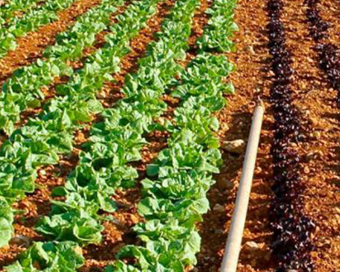 Crops