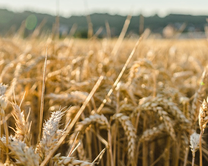 Wheat
