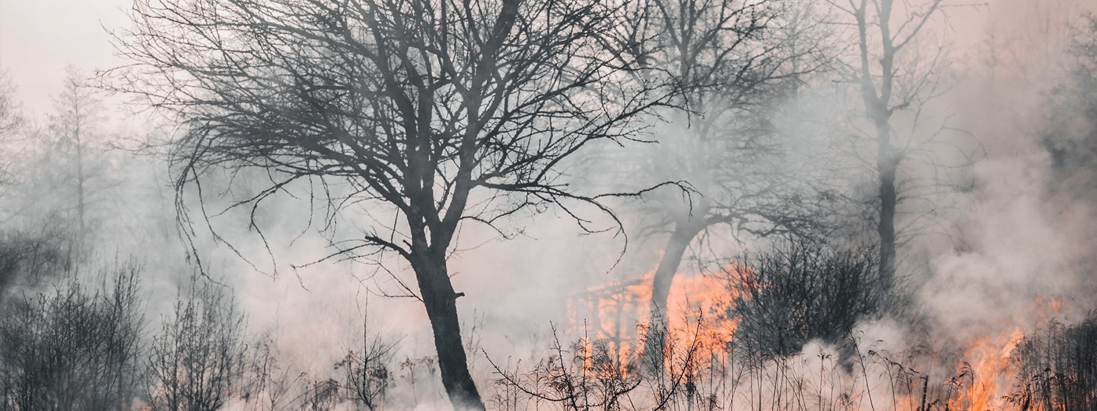 A wildfire