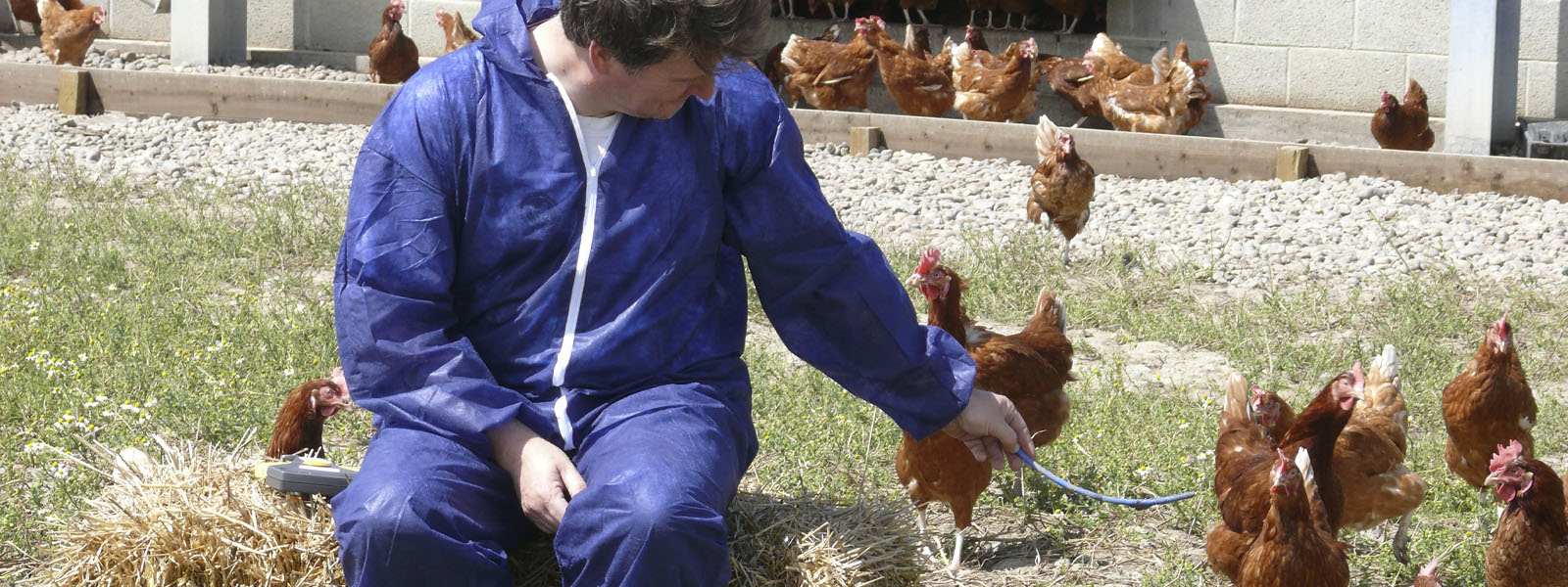 A man feeding chickens on a farm