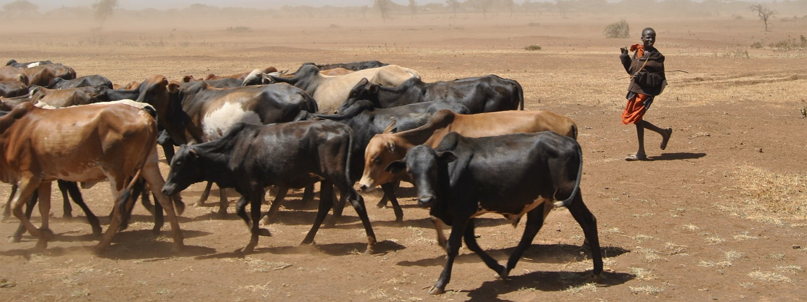 Cattle in a desert landscape