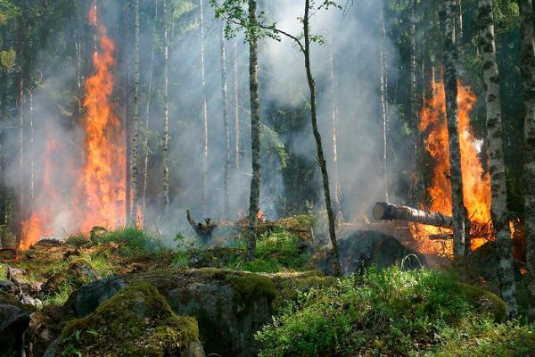 A forest fire