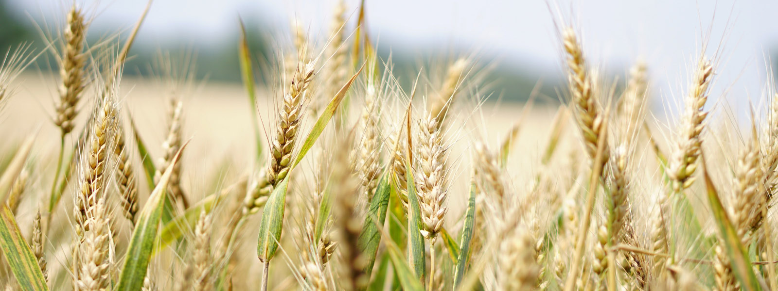 A field of wheat